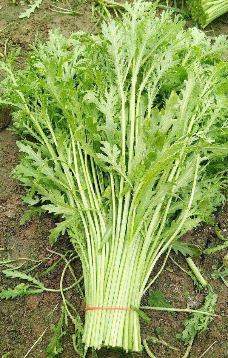 小叶茼蒿种子籽皇帝菜籽光杆阳台盆栽田园易种蔬菜种籽