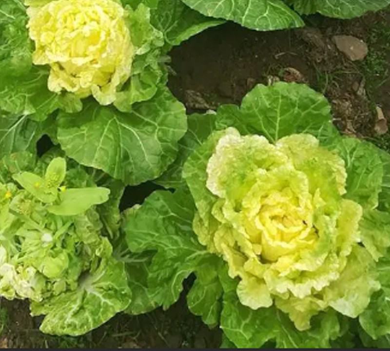 小杂56黄心白菜种子大白菜种子较早熟蔬菜种子四季阳台盆栽