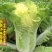 小杂56黄心白菜种子大白菜种子较早熟蔬菜种子四季阳台盆栽
