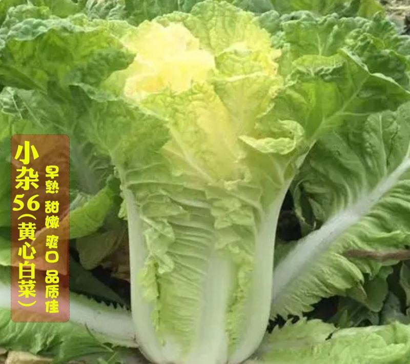 小杂56黄心白菜种子大白菜种子较早熟蔬菜种子四季阳台盆栽