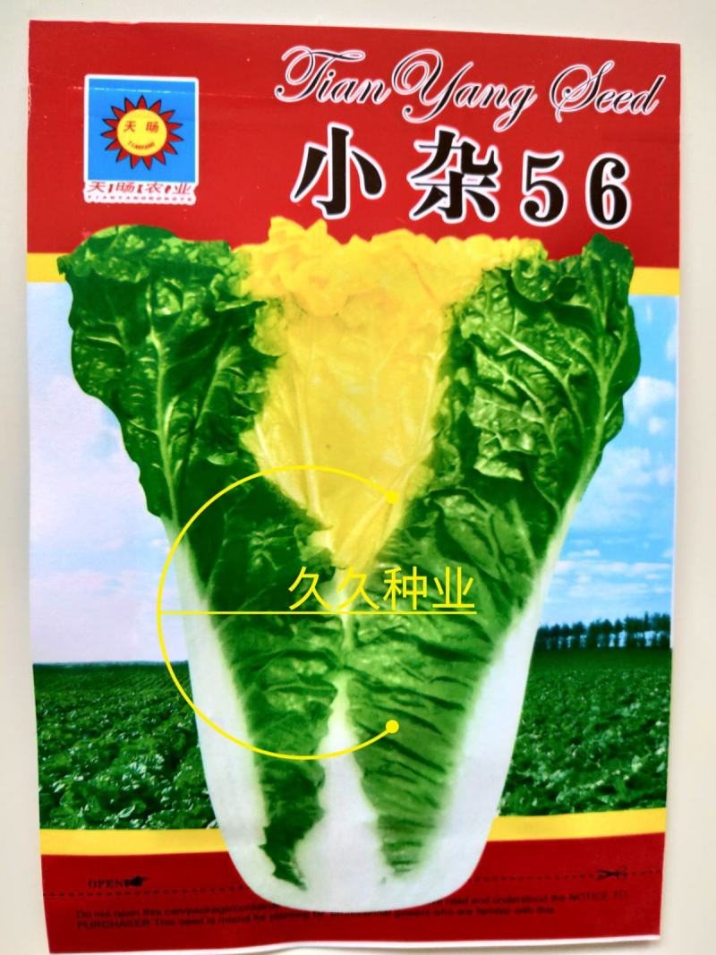 小杂56黄心白菜种子大白菜种子较早熟蔬菜种子四季阳台盆栽