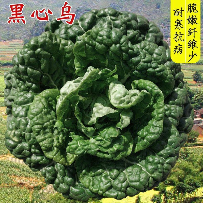 黑油白菜种子籽黑心乌皱叶黑白菜乌菜黑菜籽耐寒秋冬季蔬菜种