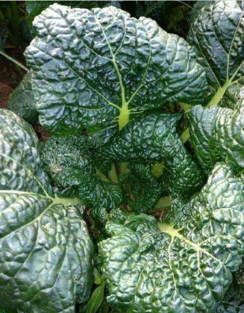 黑油白菜种子籽黑心乌皱叶黑白菜乌菜黑菜籽耐寒秋冬季蔬菜种