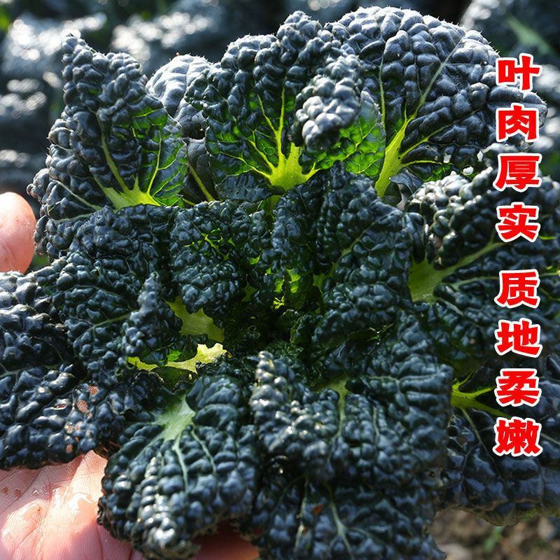 黑油白菜种子籽黑心乌皱叶黑白菜乌菜黑菜籽耐寒秋冬季蔬菜种