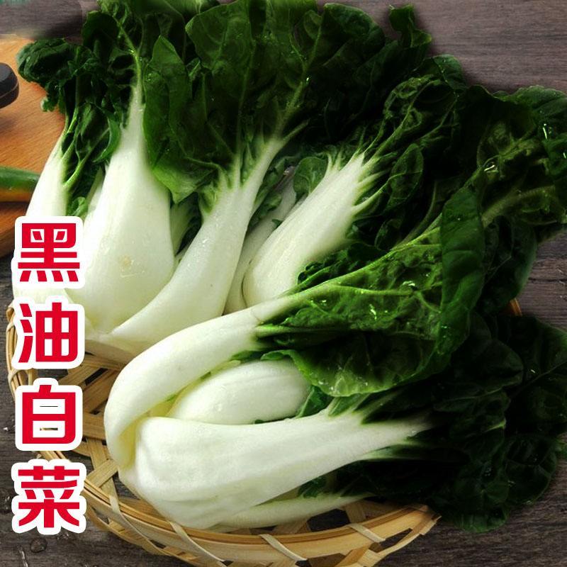 黑油白菜种子籽黑心乌皱叶黑白菜乌菜黑菜籽耐寒秋冬季蔬菜种