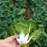 黑油白菜种子籽黑心乌皱叶黑白菜乌菜黑菜籽耐寒秋冬季蔬菜种