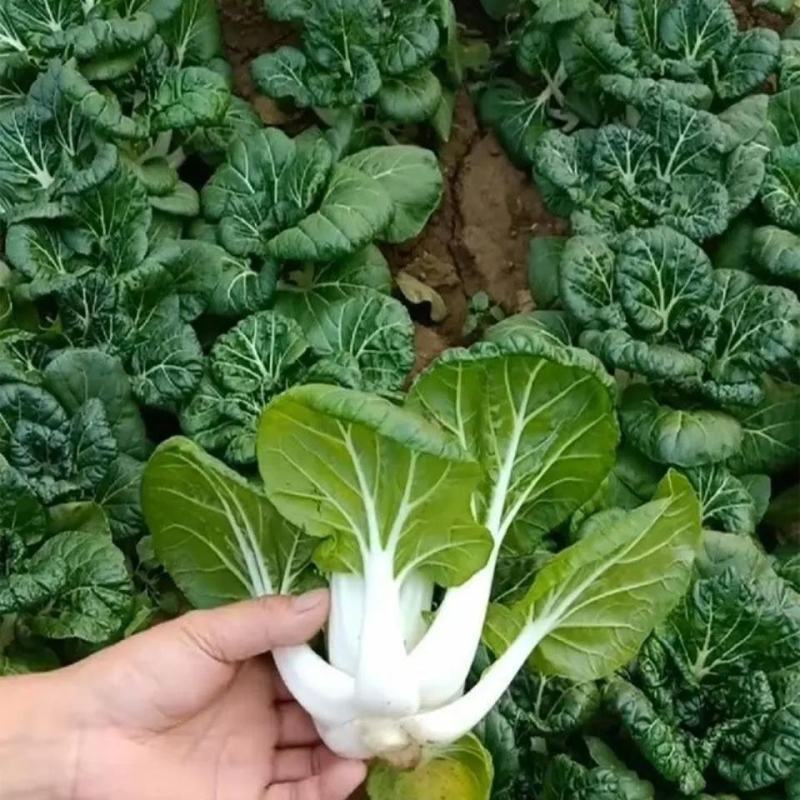 黑油白菜种子籽黑心乌皱叶黑白菜乌菜黑菜籽耐寒秋冬季蔬菜种