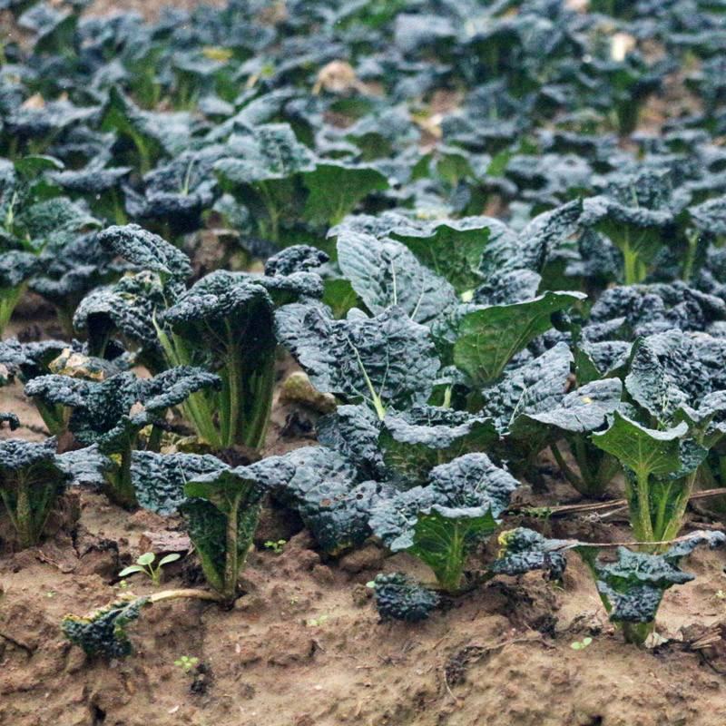 黑油白菜种子籽黑心乌皱叶黑白菜乌菜黑菜籽耐寒秋冬季蔬菜种