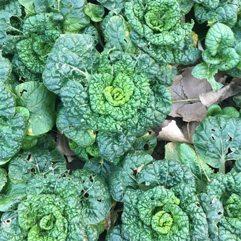 黑油白菜种子籽黑心乌皱叶黑白菜乌菜黑菜籽耐寒秋冬季蔬菜种