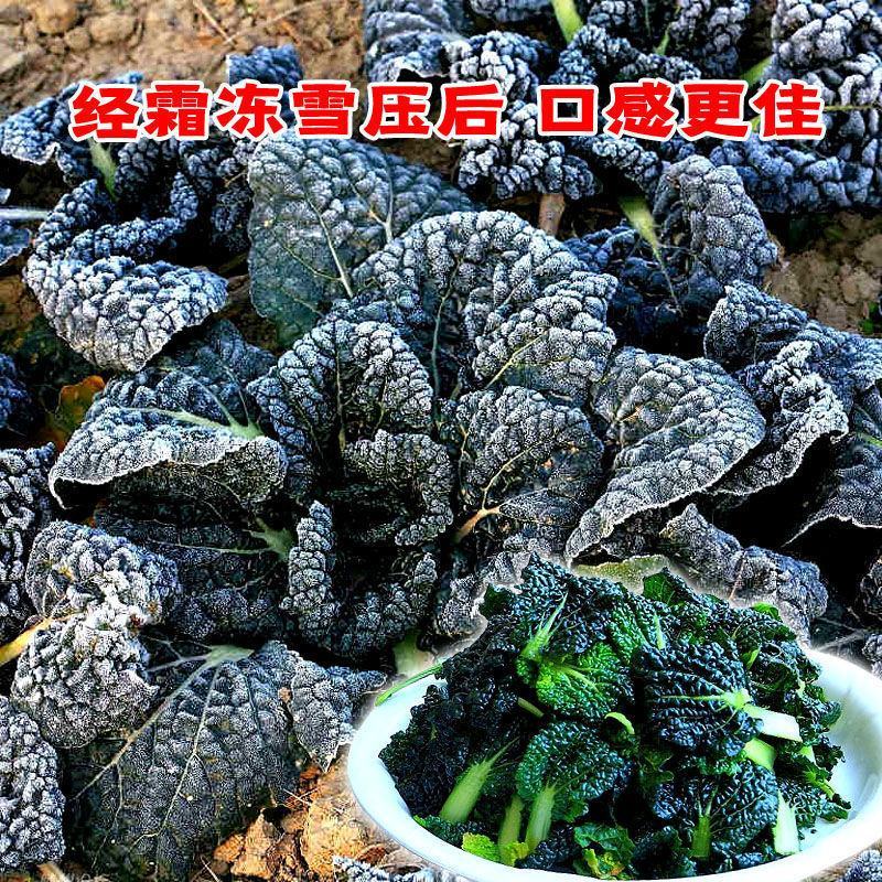 黑油白菜种子籽黑心乌皱叶黑白菜乌菜黑菜籽耐寒秋冬季蔬菜种