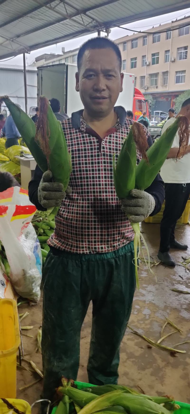 精品彩甜糯玉米，大量上市中果穗匀称稞粒饱满