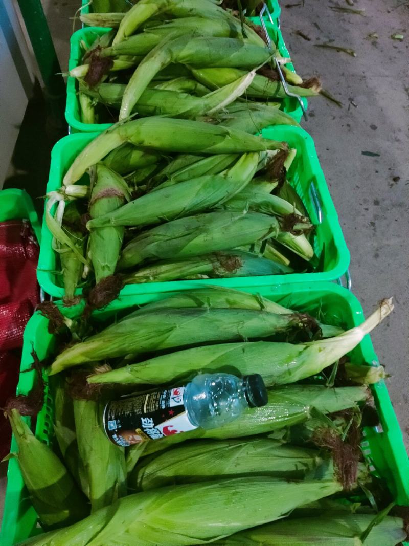 精品彩甜糯玉米，大量上市中果穗匀称稞粒饱满