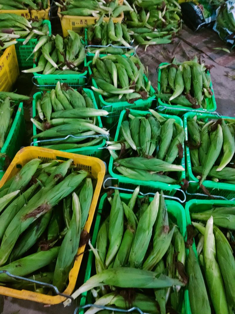 精品彩甜糯玉米，大量上市中果穗匀称稞粒饱满