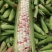精品彩甜糯玉米，大量上市中果穗匀称稞粒饱满