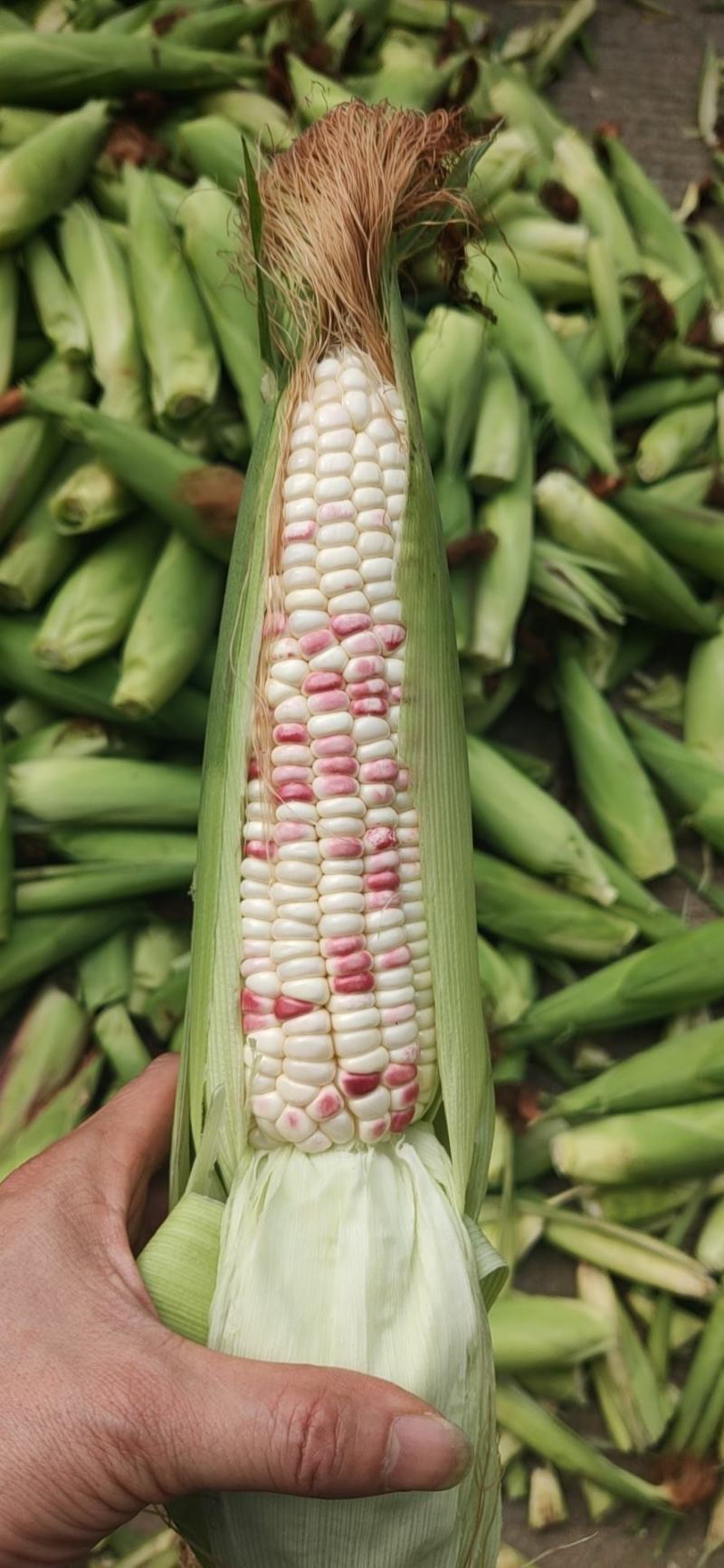 精品彩甜糯玉米，大量上市中果穗匀称稞粒饱满