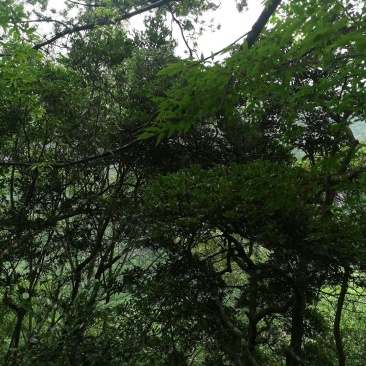 下山桩蚊母树桩