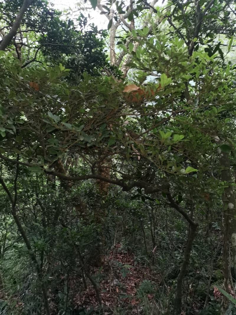 下山桩蚊母树桩