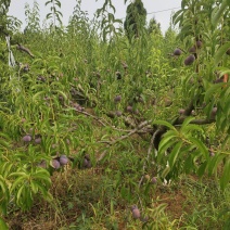 大量精品半边红上市需要的批发商老板价格美丽