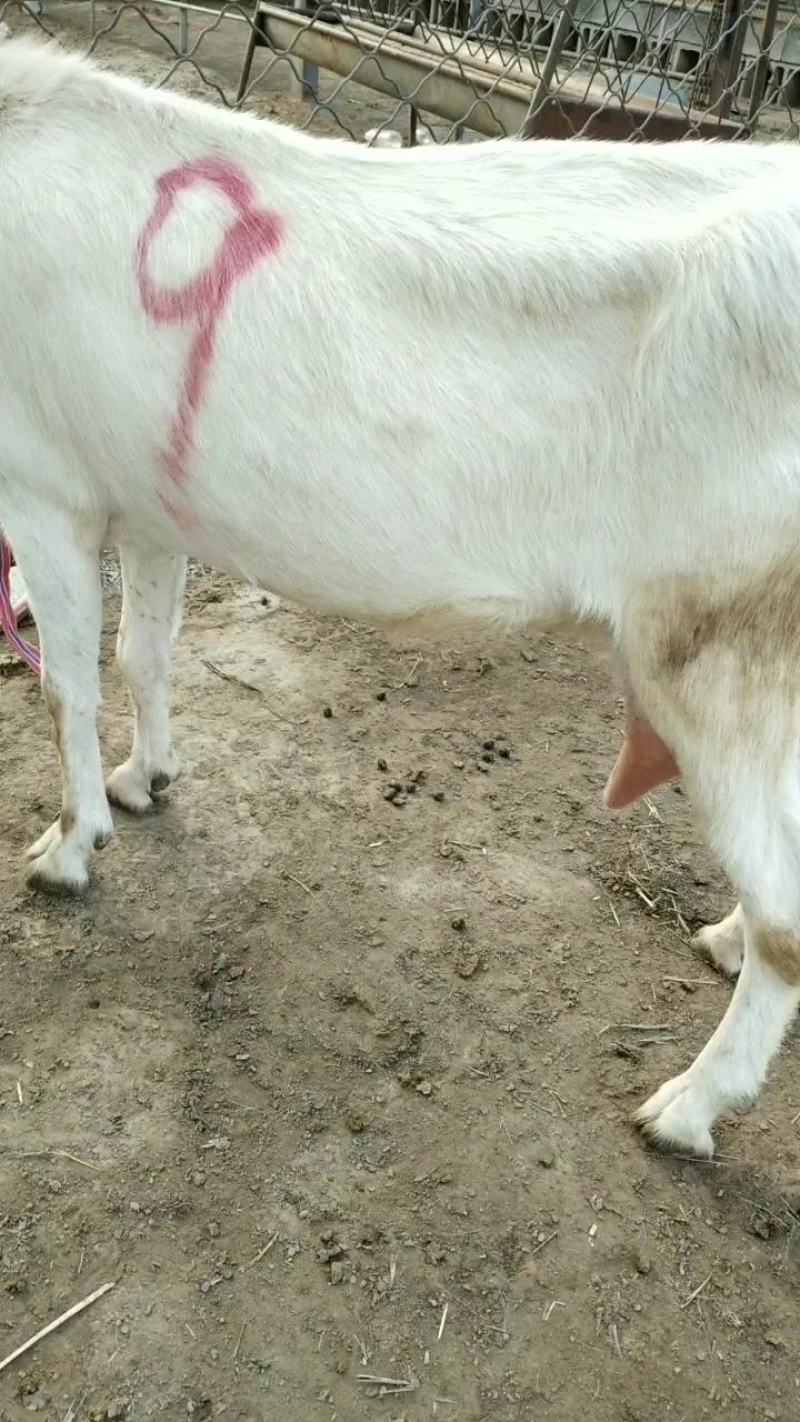黑山羊白山羊绵羊奶山羊