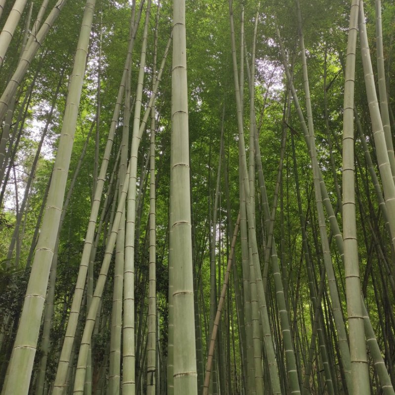 南竹麻竹大批量供应优质各种大小竹子