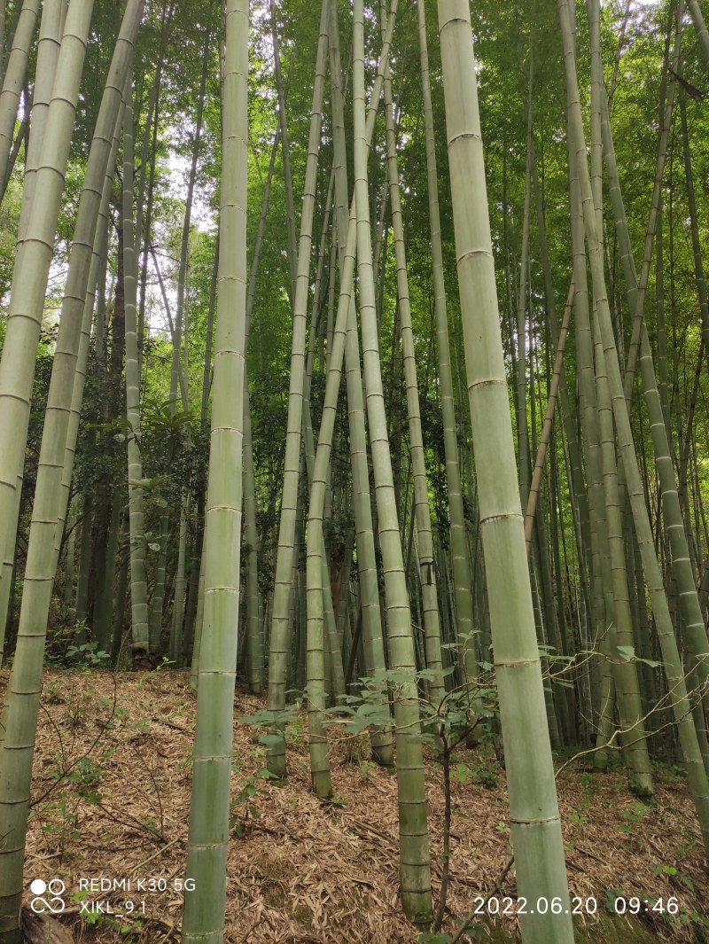 南竹麻竹大批量供应优质各种大小竹子