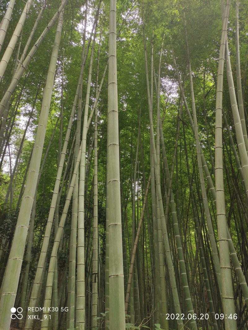 南竹麻竹大批量供应优质各种大小竹子