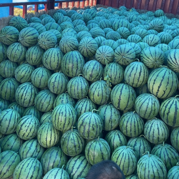 精品京欣系列大量上市，走货量大，需要的老板赶紧联系。