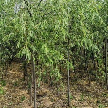 柳树，各种规格，买之前咨询一下