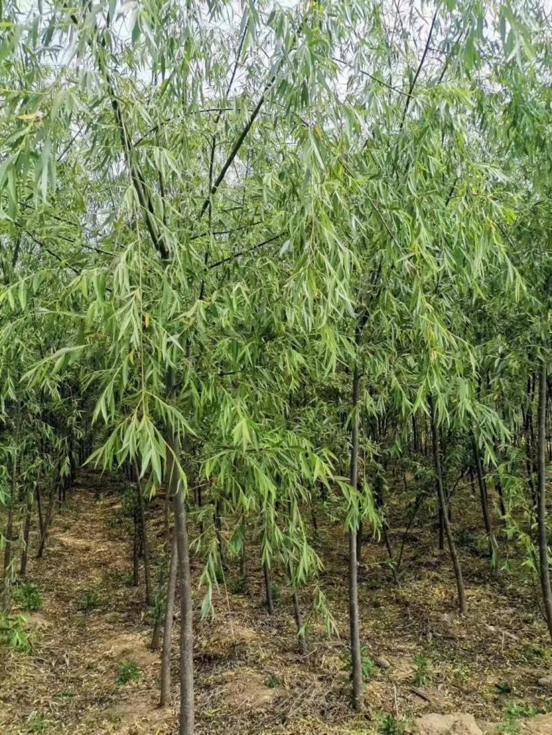 柳树，各种规格，买之前咨询一下