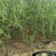 柳树，各种规格，买之前咨询一下