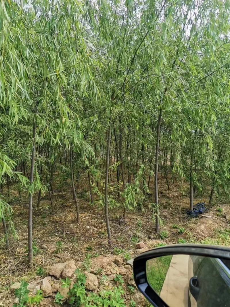 柳树，各种规格，买之前咨询一下