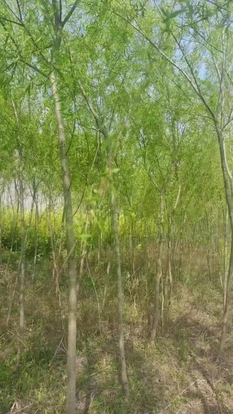 柳树，各种规格，买之前咨询一下