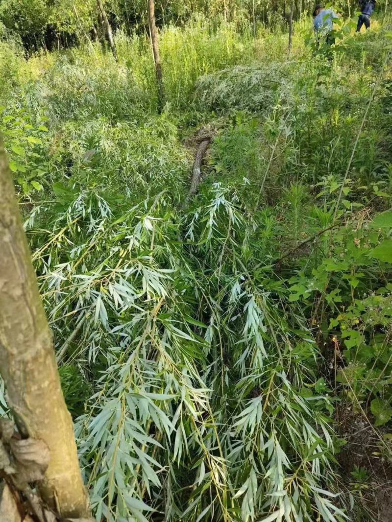 柳树，各种规格，买之前咨询一下