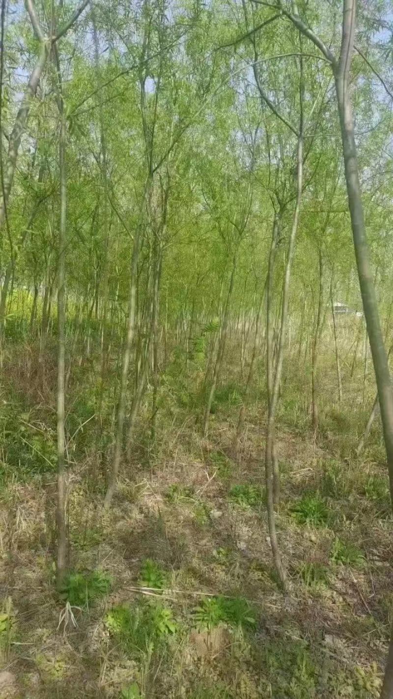 柳树，各种规格，买之前咨询一下