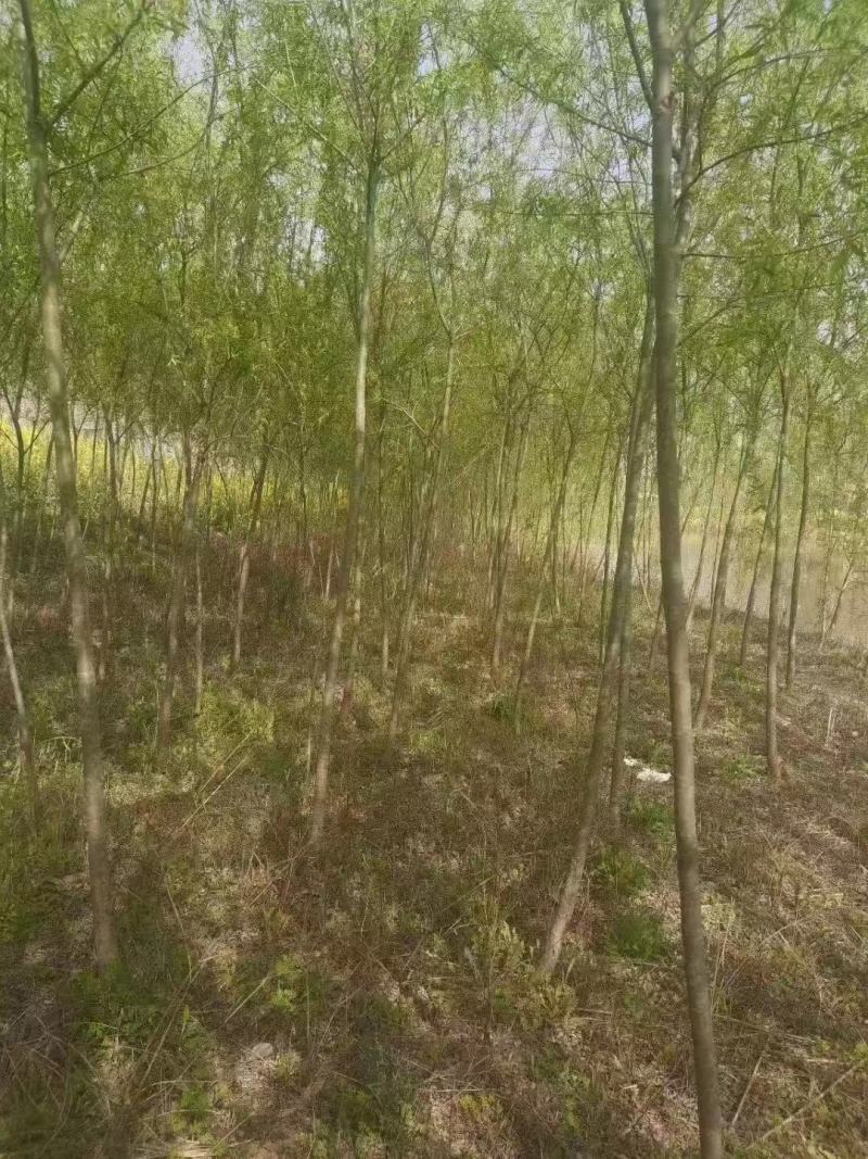 柳树，各种规格，买之前咨询一下