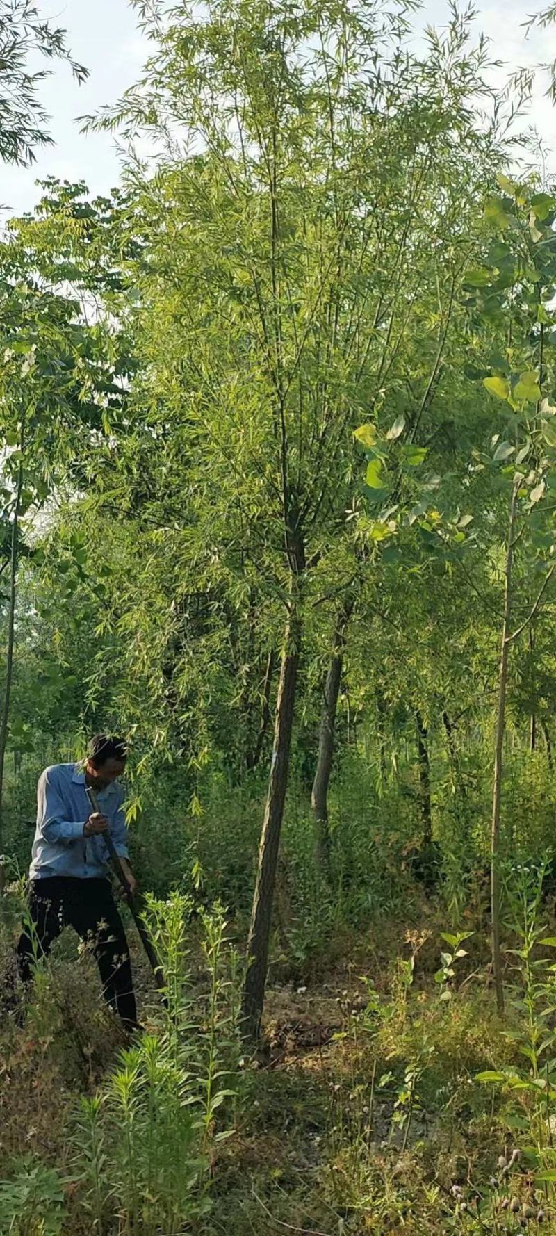 柳树，各种规格，买之前咨询一下