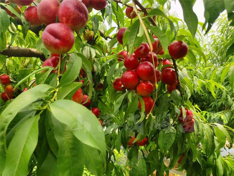 珍珠油桃陕西珍珠油桃珍珠枣蜜桃批发价格珍珠油桃产地