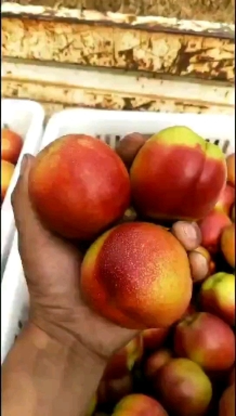 优选陆地露天油桃大量供应，红皮黄心油桃货源充足