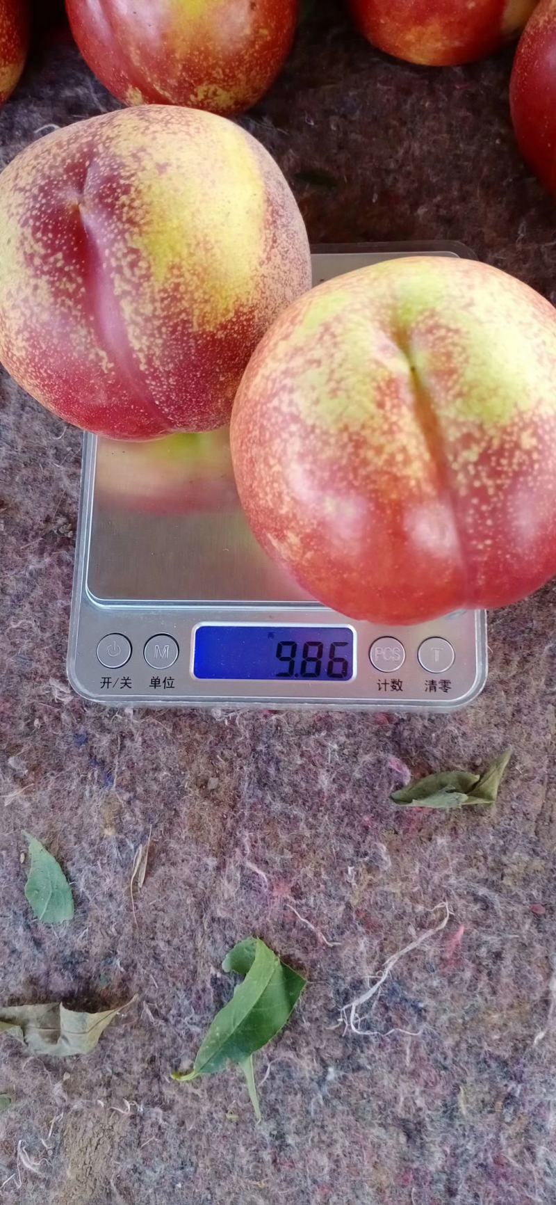 优选陆地露天油桃大量供应，红皮黄心油桃货源充足