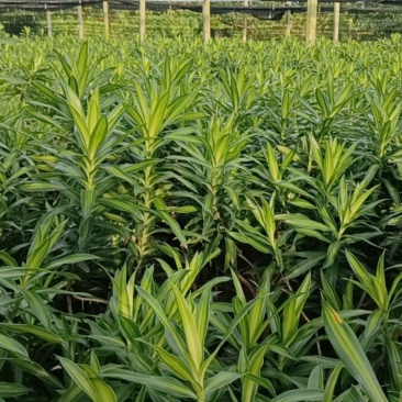 金心百合，百年好合！海南基地批销，数量有限，欲购从速。