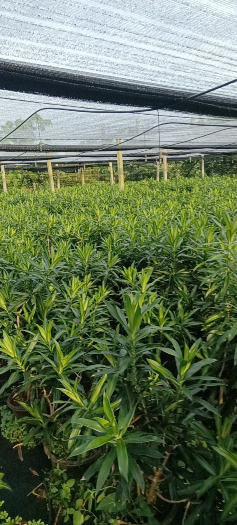 金心百合，百年好合！海南基地批销，数量有限，欲购从速。