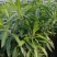 金心百合，百年好合！海南基地批销，数量有限，欲购从速。