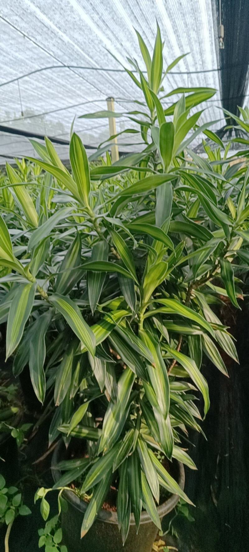 金心百合，百年好合！海南基地批销，数量有限，欲购从速。