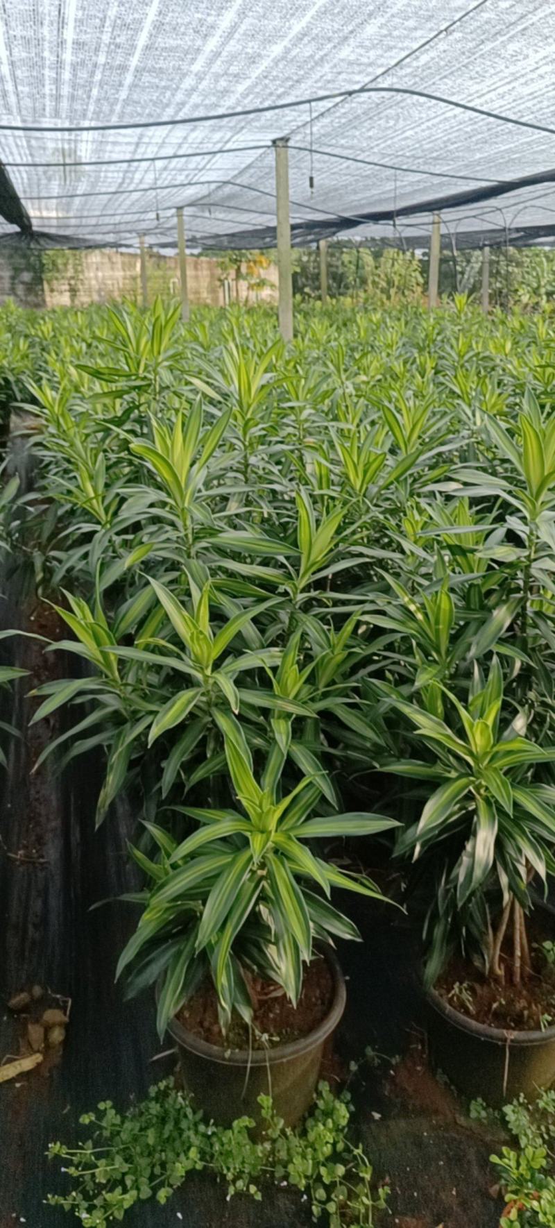 金心百合，百年好合！海南基地批销，数量有限，欲购从速。