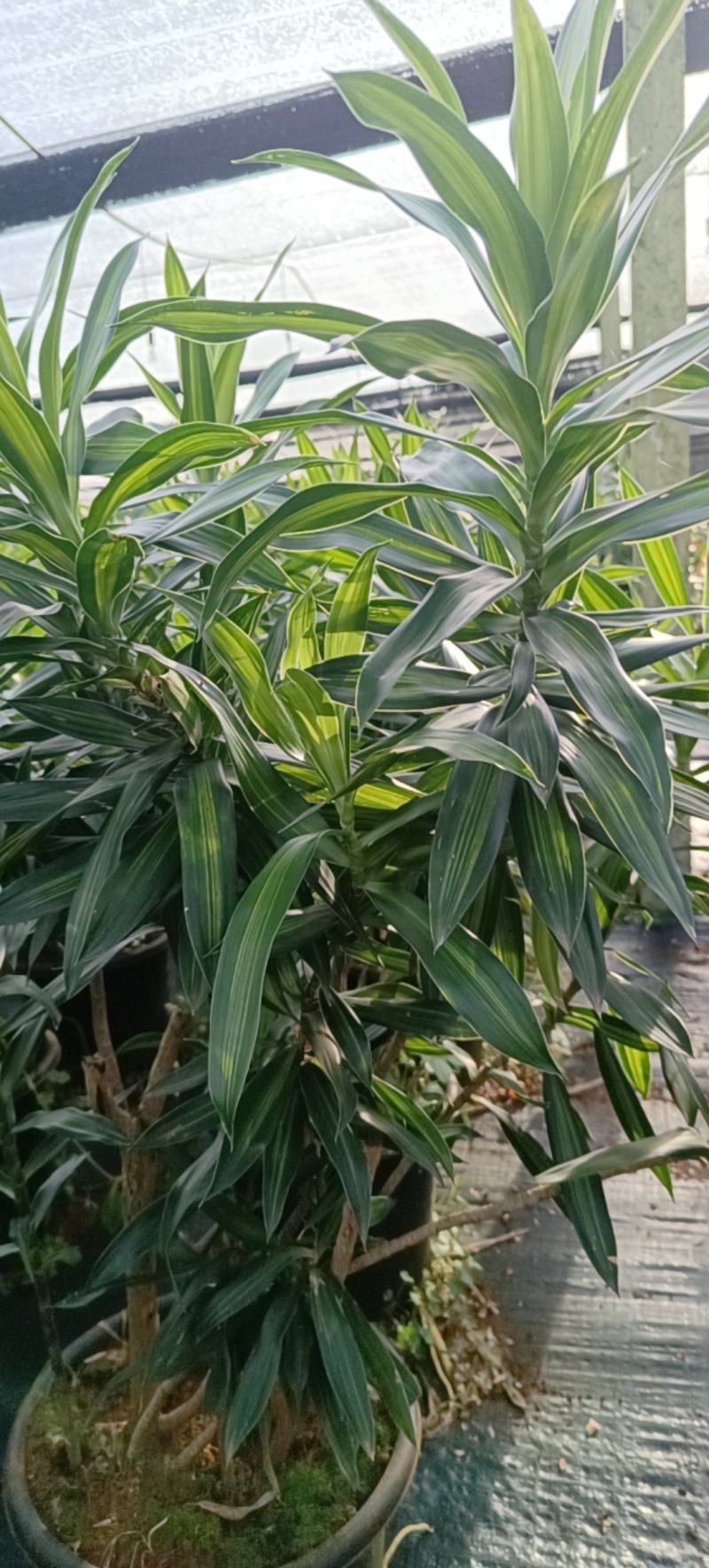 金心百合，百年好合！海南基地批销，数量有限，欲购从速。