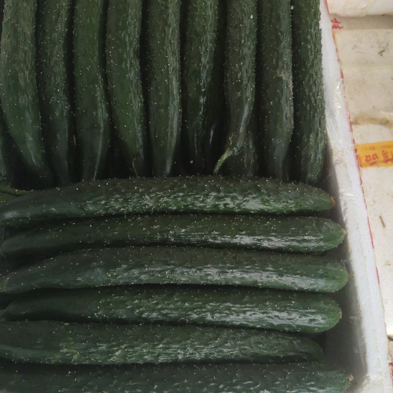 精品青瓜