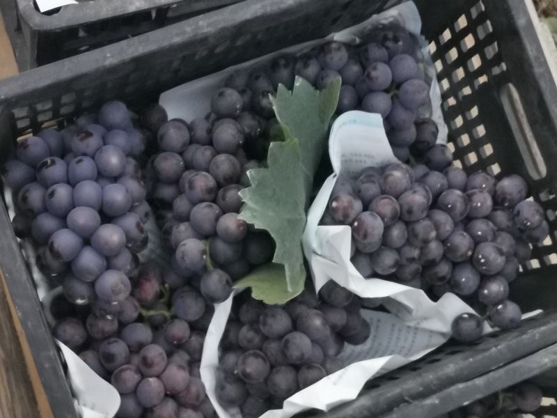 大量夏黑葡萄上市