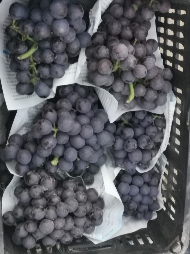 大量夏黑葡萄上市
