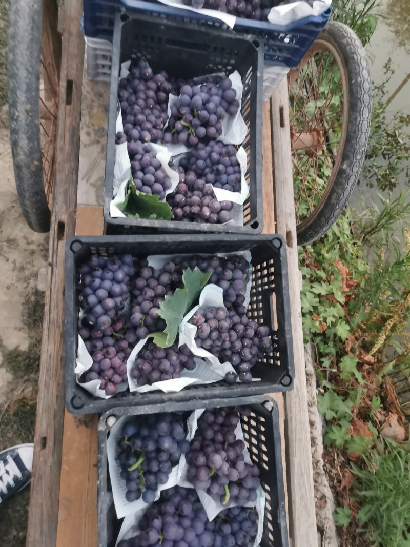 大量夏黑葡萄上市