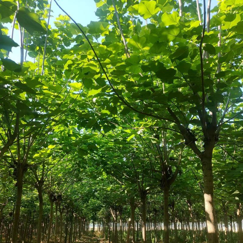 梓树种植基地直供量大从优可视频看货6-12公分